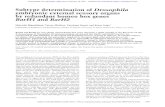 Subtype determination of Drosophila embryomc external ...genesdev.cshlp.org/content/6/6/1005.full.pdfSubtype determination of Drosophila embryomc external sensory organs by redundant