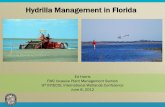 Hydrilla Management in Florida - University of Florida E.Harris.pdfSep 26, 2008 Dec 16, 2009 Nov 24, 2010 Dec 24, 2011 . Lake Toho, July 2011 . KCOL Stakeholders . Use of Fathometers