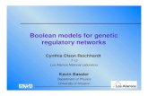 Boolean models for genetic regulatory networkscnls.lanl.gov/q-bio/wiki/images/4/47/Reichhardt.pdf · Outline • Introduction: Cell cycles, genetic regulatory networks, and phenotypic