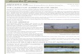 about the Estuary - Swan Estuary Reservesswanestuaryreserves.org.au/index_450_133390828.pdf · and Snail orchids. At the same time as migratory shorebirds from the Arctic were arriving,