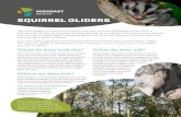 SQUIRREL GLIDERS - Mid-Coast Council · sugar glider; but it has a longer, bushier tail, a longer and pointier face and longer, narrower ears. Squirrel gliders never have a white