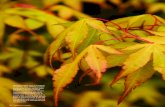 Japanese maples are grown - cdn.ymaws.com · Japanese maples come in hundreds of cultivars, each offering a unique combination of size, growth habit, leaf shape, color and seasonal