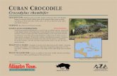 Farm - Cuban Crocodile... · CUBAN CROCODILE Crocodylus rhombifer DESCRIPTION: Medium sized crocodile, adults reaching Il feet, with females larger on average; Adults yellow-green