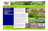 Japanese knotweed information Identification · Know your knotweeds In addition to the common Japanese knotweed (Fallopia japonica) there is a smaller com- pact variety Fallopia japonica