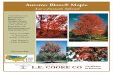 Autumn Blaze® Maple - Fanick's Garden Center · 2016. 12. 2. · A hybrid between Red and Silver Maple. It is drought tolerant and has great fall color, similar to Red Maple with