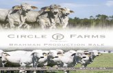 Circle F Farms 2020 Brahman Production Sale...Until 2009, we raised only commercial cattle running Brahman x Hereford F1’s that I purchased from Johnny Harris at Greenview Farms