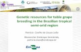Genetic resources for table grape breeding in the Brazilian tropical ... · Composition and management Local: EMBRAPA Experimental Station Field, city of Juazeiro, state of Bahia