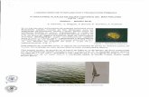 Instituto del Mar del Perúimarpe.pe/.../informes/imarpe/imarpe_flor_alga_paita_ilo_ene_mar_20… · En el mar peruano la formación de eventos conocidos como floraciones algales