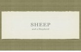 SHEEP - Smyrna · 3/14/2015  · SHEEP . . . have a natural inclination to follow a leader to new pastures. become stressed when separated from the flock. The leader of the flock