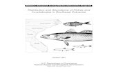 Distribution and Abundance of Fishes and Invertebrates in ... · Florida NOAA’s Estuarine Living Marine Resources Program Distribution and Abundance of Fishes and Invertebrates