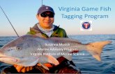 Virginia Game Fish Tagging Program · To identify the VA Game Fish Tagging Program Tags from other tagging studies here are some things to look for: Orange T-Bar tag under dorsal