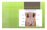Structures of the Excretory System - WordPress.com · 2013. 5. 24. · In humans. Excretion and the Kidneys Excretion is the process by which waste products and other non-useful materials