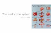 The endocrine system - Sinoe Medical Associationsinoemedicalassociation.org/.../Theendocrinesystem.pdf · • The endocrine system is a collection of glands that secrete chemical