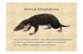 Animal Adaptations Game - redoaks.org Adaptations Ga… · Animal Adaptations This is our ‘early mammal’. You will be selecting adaptations to add to our mammal in order to help