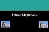 Animal Adaptations - St. Clare Catholic Academy · Physical Adaptations Vs. Behavioral Adaptations Physical Adaptations- changes in an animal's body that helps it survive. Example: