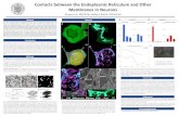 Contacts between the Endoplasmic Reticulum and Other ... · Such functions include synthesis of membrane and membrane lipids, Ca2+ storage, and metabolic processing. In this research