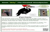 Meet “Billy” The Pileated Woodpecker · Meet “Violet” The Purple Martin Fun Facts •She is the largest species or type of Swallow in North America. •Violet usually eats