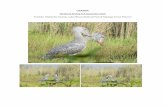 UGANDA - CloudBirders Synopsis: I spent a weekend in Uganda to connect with the sole member of Balaenicipitadae family, the Shoebill (Balaenicipes rex), sometimes called the Whale-headed