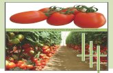 COMPREHENSIVE TOMATO FARMING GUIDE · Major tomato pests include white flies, aphids, thrips, and bollworm. Whiteflies are known to transmit Tomato Yellow Leaf Curl Virus(TYLCV).