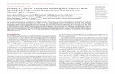 HEALTH AND MEDICINE Copyright © 2020 Editing a -globin ... · and SCD patients, where higher levels of therapeutic globin are re- ... editing efficiency for the gRNAs targeting the
