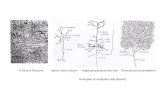 A Slice of Neurons Spinal motor neuron Hippocampal ...lhli/ANN/ANNIntro.pdf · A Slice of Neurons Spinal motor neuron Hippocampal pyramidal cell Purkinje cell of cerebellum Examples