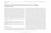 Intronic hammerhead ribozymes in mRNA biogenesisdigital.csic.es/bitstream/10261/123720/1/hsz-2012-0223 (5).pdf · DOI 10.1515/hsz-2012-0223 Biol. Chem. 2012; 393(11):1317–1326 Review