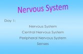 Day 1: Nervous System Central Nervous System Peripheral ... · Peripheral Nervous System: Is made up of many nerves. The job is to send information gathered by the body's sensory