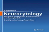 Ennio˜Pannese Neurocytology · Ennio˜Pannese Neurocytology Fine Structure of Neurons, Nerve Processes, and Neuroglial Cells 2nd fully revised and updated edition. ... C 2nd fully