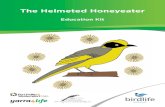 The Helmeted Honeyeater · Helmeted Honeyeater Habitat – Specialised Habitat of the Helmeted Honeyeater 11 Staying Alive – Threats to the Helmeted Honeyeater 12 Helmeted Honeyeater