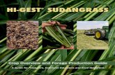 HI-GEST SUDANGRASS · Hi-Gest Sudangrass is a warm season summer annual grass which can be harvested multiple times during the growing season as pasture, hay or silage.