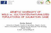 GENETIC DIVERSITY OF WILD vs. CULTIVATED/NATURALIZED ...biodiv.iptpo.hr/wp-content/uploads/2016/11/Satovic... · P30 S709 161 165 185 195 135 150. GENETIC DIVERSITY Wild Cultivated