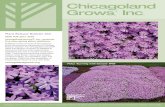 RE17178.3 Plant Release BLTN v21 - Chicagoland Grows · oped by Dr. Jim Ault at the Chicago Botanic Garden. The selections were developed from crossing Phlox bifida, Phlox borealis