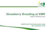 Strawberry Breeding at EMR - James Hutton Institute · Strawberry breeding at East Malling . 1983 (33 years) 300+ million plants sold. 43 varieties released. N. Europe, NE USA, S.