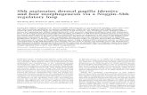 Shh maintains dermal papilla identity and hair ...genesdev.cshlp.org/content/26/11/1235.full.pdf · Shh maintains dermal papilla identity and hair morphogenesis via a Noggin–Shh
