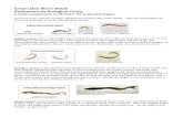 Great Lakes Worm Watch Earthworms by Ecological Group · Earthworms by Ecological Group A Guide to Earthworms You’ll Find in The Great Lakes Region There are many species of exotic