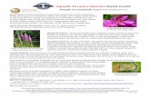 Aquatic Invasive Species Quick Guide · Purple Loosestrife (Lythrum salicaria. L.) Description: Purple loosestrife is a perennial wetland plant in the Lythraceae family, growing to