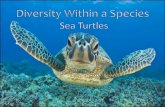 PowerPoint Presentation€¦ · Unlike other sea turtles, it has only 4 large scutes and a flat back. They eat soft bodied prey like jellyfish and sea cucumbers. The Flatback is interesting