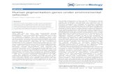Human pigmentation genes under environmental selection · human pigmentation, especially in the melanosome biogenesis or the melanin biosynthetic pathways [1], and we are now in a