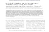 MLL1 is essential for the senescence- associated secretory ...genesdev.cshlp.org/content/30/3/321.full.pdf · Daniel F. Simola,1 Greg Donahue,1 Morgan Sammons,1 Taranjit Singh Rai,3,4