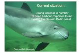 Strong increase in number of dead harbour porpoises found ... · Current situation: Strong increase in number of dead harbour porpoises found along the German Baltic coast Fjord and