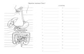 Digestion Anatomy Chart!kmyates.weebly.com/.../digestionanatomydiagram.pdf · Digestion Anatomy Chart! Title: Microsoft Word - DigestionAnatomyDiagram.doc Created Date: 10/12/2016