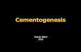 Cementogenesis - Semmelweis Egyetem · Cementogenesis During development of the attachment aparatus mineralised dentin is separated from mesenchymal celles of the dental follicle