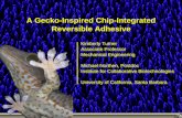 A Gecko-Inspired Chip-Integrated Reversible Adhesivetechtransfer.universityofcalifornia.edu/NCD/media/turner...27 October 2006 Slide 2 Turner and Northen Outline • Introduction &