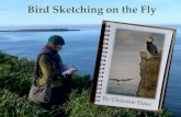Bird Sketching on the Flychristineelder.com/.../Bird-sketching-presentation... · Challenges with field sketching and their solutions Movement Distance Lighting ~Create fast, light,