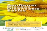 Sunflower Disease Diagnostic Series - North Dakota State ...library.nd.gov/statedocs/NDSUExtensionService/pp172720150409.pdf · Sunflower Disease Diagnostic Series PP1727 Samuel Markell,