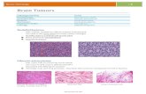 Brain Tumors - NeurologyResidentsneurologyresidents.com/.../2017/08/Patho-tumors.pdf · Brain Tumors Pathological finding Tumor Pseudorosette Ependymoma, SEGA Rosenthal fibers Pilocytic
