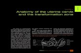 chapter Anatomy of the uterine cervix and the ... · Because sym-pathetic and parasympathetic fibres are also abundant in the endocervix, dilatation and/or curettage of the en-docervix