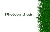 Photosynthesis and Respirationmarissachurch.weebly.com/uploads/1/9/5/6/1956266/... · Photosynthesis: Stage Two The electrons (energy) from stage one is used to make ATP The ATP is