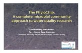 The PhyloChip: A complete microbial community approach to ... · Field test: Tracking a 764,000 gallon sewage spill in Richardson Bay. Spill map 764,000 gallon sewage spill* * * *
