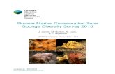 Skomer MCZ Sponge Diversity Report 2015 - Natural ......Jones et al, 19/04/2016 Skomer Marine Conservation Zone Sponge Diversity Survey 2015 J. Jones, M. Burton, K. Lock, & P. Newman